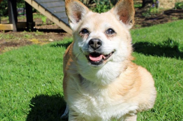 Chelsea is a 15-year-old girl Jack Russell loves to be close to people. She’s rather independent but does take most things in her short stride and is as happy sat at your feet as she is in her own bed. 