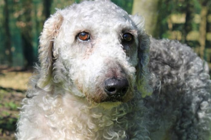 Jasper is a Bedlington Terrier who will need to be the only pet at home, but he can live with children aged 14 and over. He is house trained but may have the odd accident whilst getting used to a new routine, and he isn’t used to being by himself.