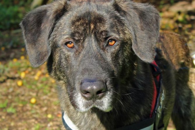 Cooper is a German Shepherd cross who is just four years old. He is a big lad so can be quite strong on the lead so his adopters will need to be quite confident when handling him. He also enjoys a lot of fuss.