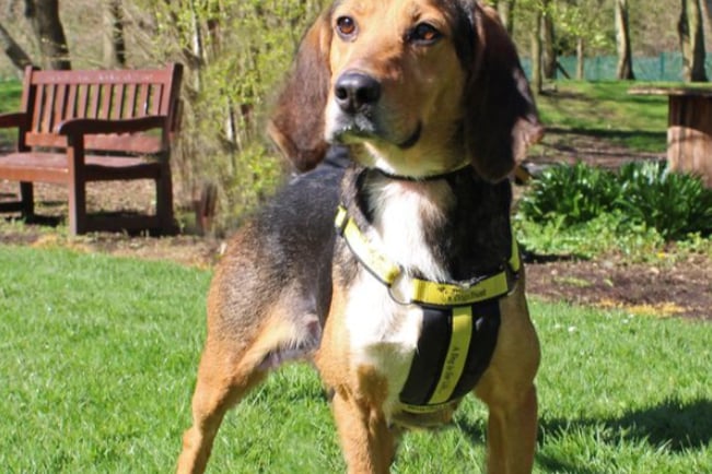 Josie is a friendly Trailhound cross who gets so excited to see her carers come with a lead and harness. Being a hound she enjoys being out and about with her nose to the ground. 