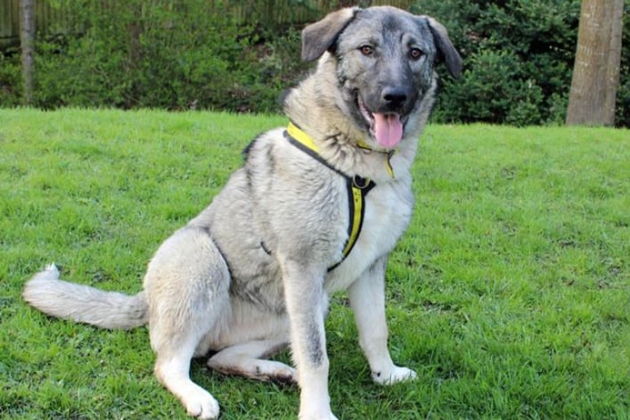 Indie is a Caucasian Shepherd who is around one years old.  She is very friendly and is best suited to an active family.