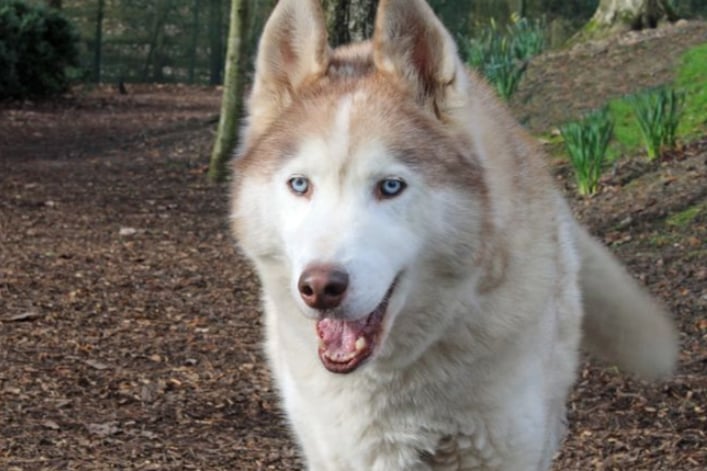 Blue is an 11-year-old Husky looking for a loving family. He’s a calm lad who takes everything in his stride and can live with children of high school age, but no other pets.