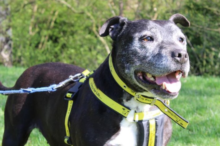 Cassie is a lovely Staffordshire Bull Terrier who is 11 years old. She is looking for a home with no other pets and children aged 10 or over. 