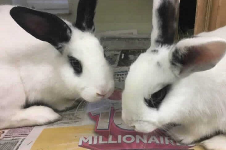  These girls are very friendly and cheeky, they are very well bonded so we are looking for them to be rehomed together. They will come over to greet us to say hello and accept fuss and they love their veggies. Birmingham RSPCA feel these girls would suit a family home and they could live with children.