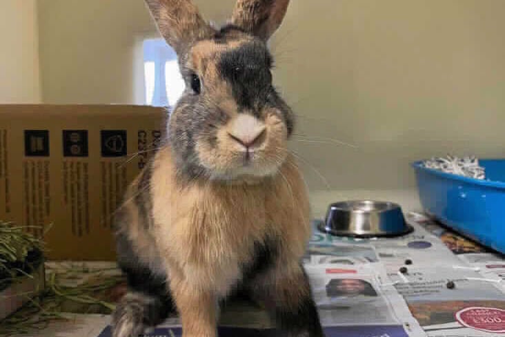 He is getting better with his litter tray so with more training he could be rehomed as a house bunny. RSPCA Birmingham are looking for Walnut to be rehomed with a female companion, he will need a slow introduction and bonding process. This sweet boy will suit a family home and he could live with children.