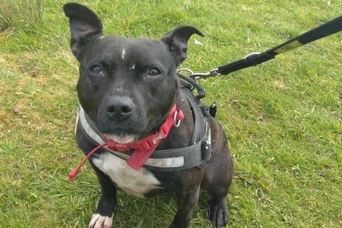 Zuri is a Staffordshire Bull Terrier aged 2 years 10 months. She is a sweet girl looking for an active home. Zuri walks well on a harness and knows how to sit and give paw.