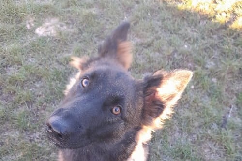 She is a Germany Shepherd , who is less than 2 years old. She needs a good fuss and a cuddle and is looking for new owners who can take her on plenty of walks to burn off energy, along with helping her further with basic training and socialisation