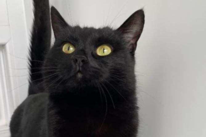 Mimi is five-years-old and quite shy, though she doesn’t seem to mind other cats as long as they are respectful and give her the independence she needs. She is looking for home without dogs, but is happy to live with cats or kids over eight-years-old.