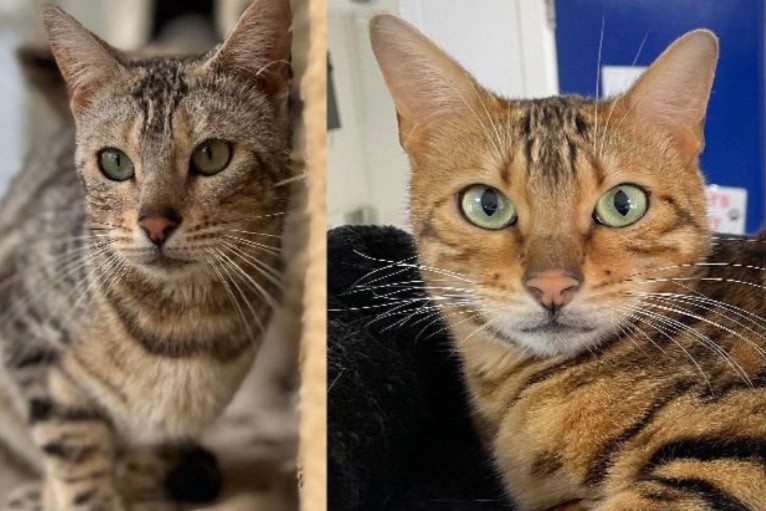 Maeva and Toff are three-year-old Bengals who need a home together. They can be rehomed with children older than 15, cats and cat-friendly dogs. 