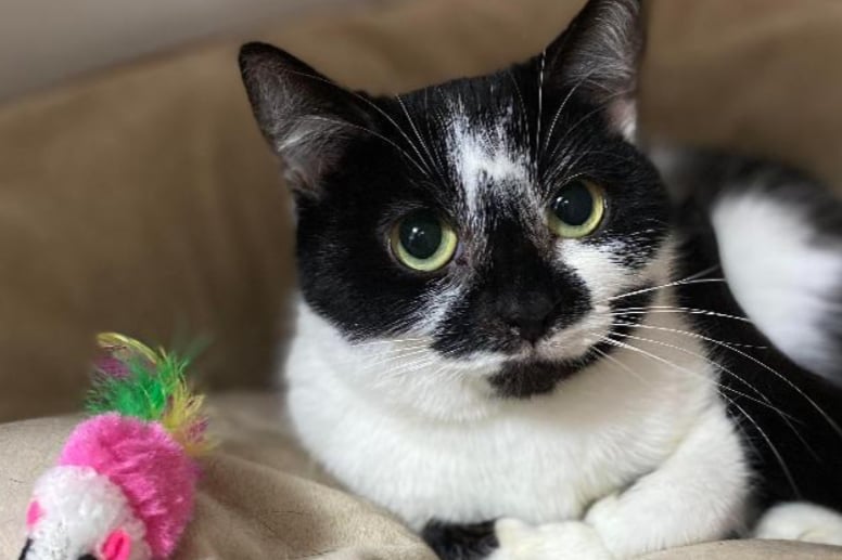 Barbara is a one-year-old playful and curious cat who loves to explore her surroundings. Although she’s not a lap cat, and is not a fan of being picked up, she does enjoy spending time with her humans and playing with toys. She can live with other cats but not kids or dogs.