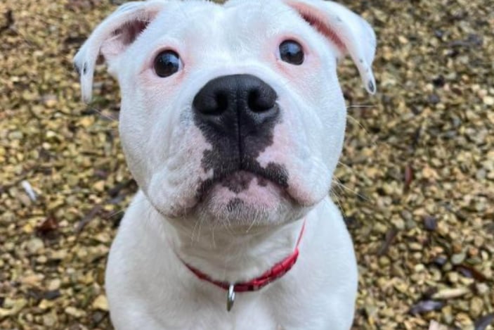 Missy is an 8-month-old Staffordshire Bull Terrier Cross who is deaf. . Missy could live with older children over the age of 14 and with another compatible dog.