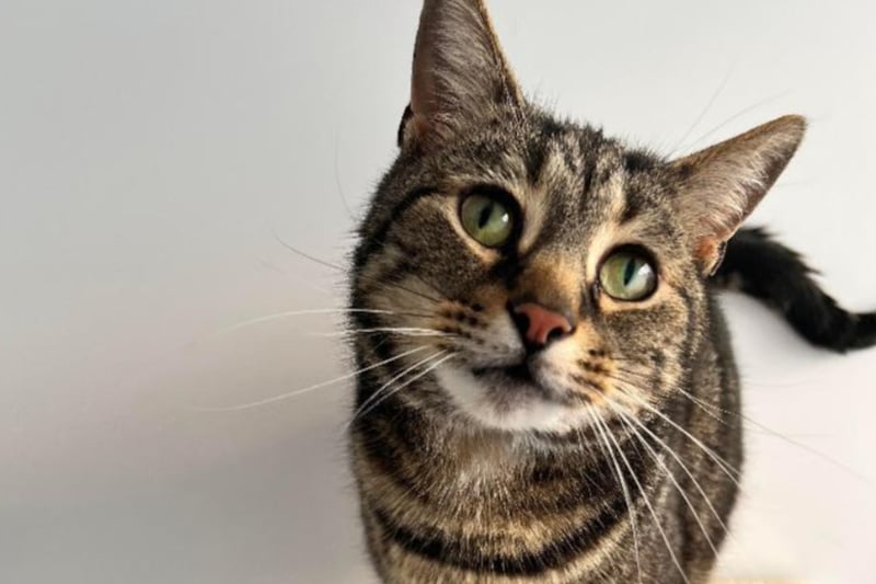 Theo is a three-year-old tabby who like to live with cat-savvy children aged five or older. He cannot live with dogs but could be rehomed with another cat.