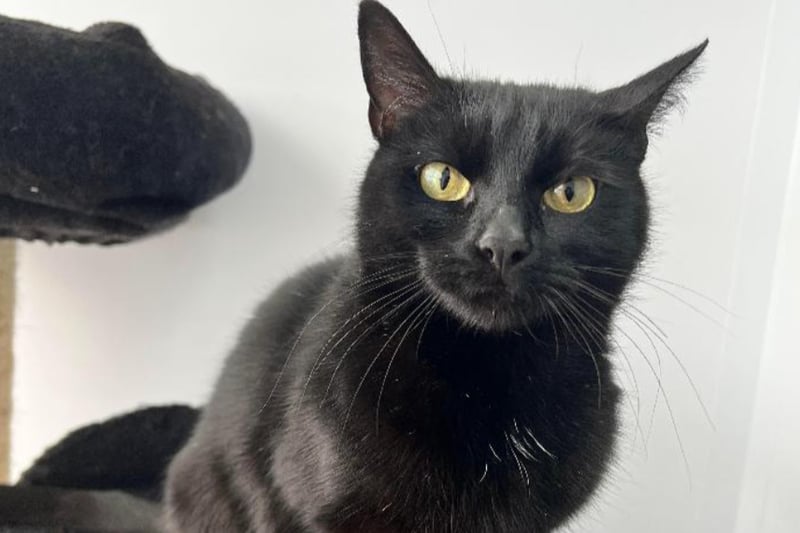 Moon is a one-year-old cat who can live with friendly dogs but no other cats. She would be best suited to a family who allow her to come and go as she pleases and aren’t overly fussy.