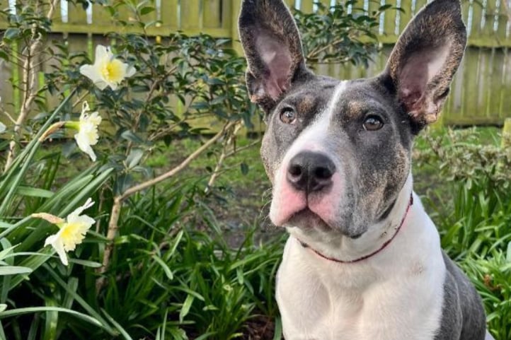 Jodie is an 8-month-old Staffordshire Bull Terrier crossbreed who has a condition called carpal hyperextension. She can be rehomed with older children and dogs, but no cats. 