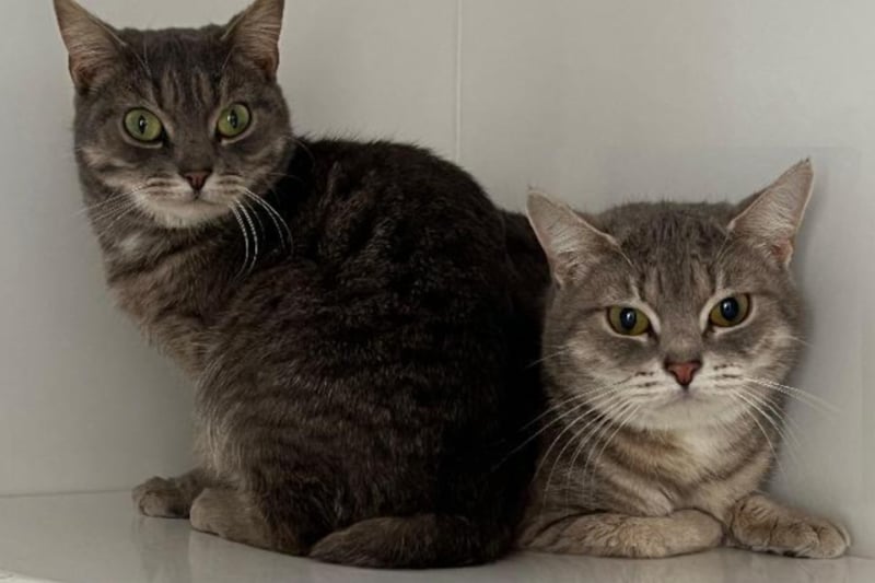 Mulder and Scully are both four-years-old and are looking for a home with other cats. The cute pair cannot live with dogs or children as they are quite shy.