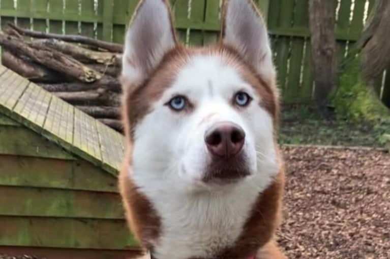 Kira is a three-year-old Husky who is looking for a large breed experienced home with children over ten. Kira loves her food however she does require a specialist diet due to her sensitive stomach.