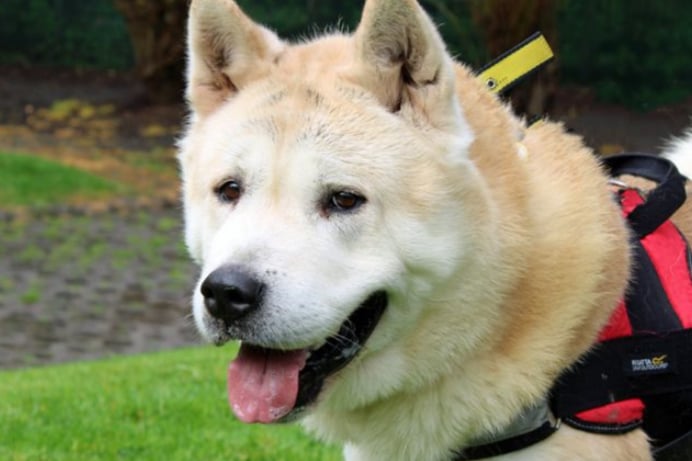 Toto is a five-year-old Akita, looking for a home with no other pets. He may not be house trained but it's more than likely, and he will need to get used to spending any time by himself gradually.