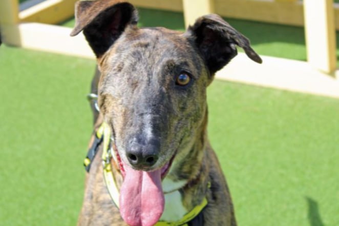 Ned is a Lurcher Cross looking for an adult home where he will be the only pet. He has a high chase drive around small furries, so will need to be kept on lead and muzzled for his walks. 