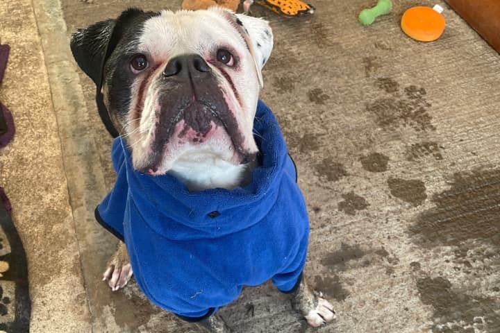 Meet super handsome Jaxon.  He has been with us for 2 years now and is still waiting for a comfy sofa to call his own.

Jaxon is an affectionate boy and loves nothing more than having a cuddle on the sofa.  He loves company and can struggle being left, so this is something that will need to be worked with.  He’s a typical bulldog and isn’t keen on long walks!  But he likes a run off lead in our secure field and then he’s ready to go back to bed! Jaxon is super smart and he loves a challenge like puzzle feeders and kongs. He thrives on any type of enrichment and mental stimulation. Jaxon is friendly when he meets new people, though he can be reserved sometimes if he’s not sure.  But he doesn’t take long to feel comfortable, especially if you have treats!

Jaxon is not good with dogs, as for a large part of his life he has been in pain which has stopped him from being able to socialise with dogs.   Any socialising he has done has not been a positive experience for him. Jaxon walks really nicely on lead but he can a strong boy if he sees another dog and can be reactive. We have worked with Jaxon on this and he can walk past some dogs at a safe distance, as long as that dog doesn’t react to him. To keep Jaxon feeling comfortable and safe we wouldn’t expect anymore from him. Jaxon is muzzle trained and must wear his muzzle when out and about. He is happy to wear his muzzle. This is to keep Jaxon and other dogs safe.