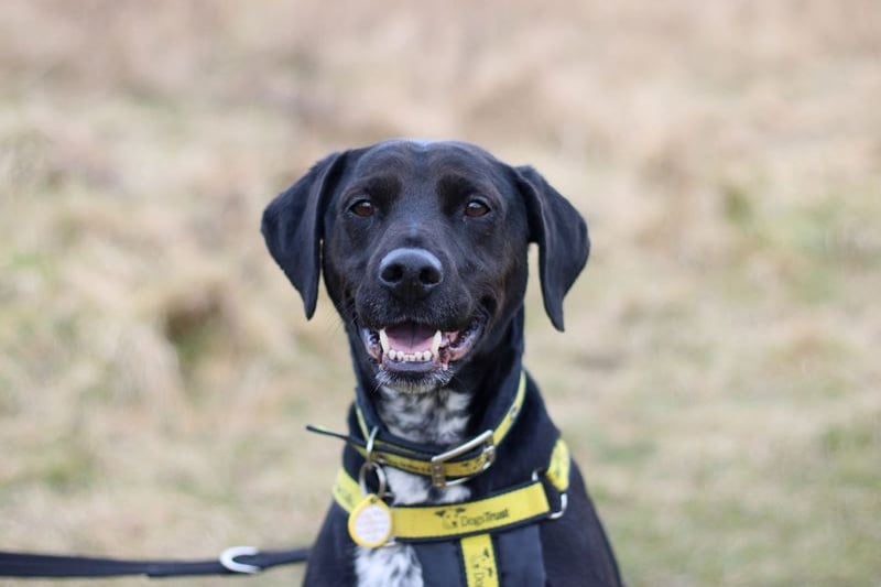 Charlie can be very worried and is looking for a home that has a garden. He is already housetrained and would make a great loving pet. 