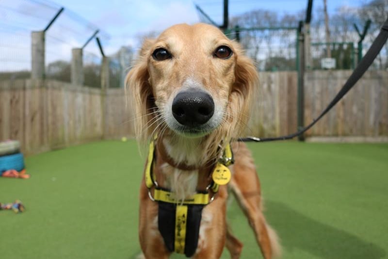 Cindy is a 7 year old Saluki cross who is an absolute sweetheart with the most gorgeous hair and she just loves to chill and cuddle with her family! Cindy is looking to be the only pet in the home and for a home where someone can be with her all day as she does have separation anxiety. 