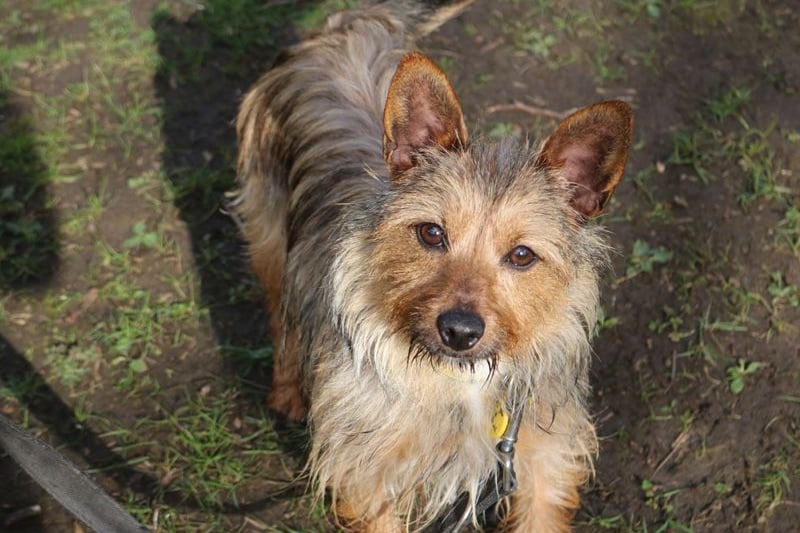 The wee one year old Yorkshire Terrier is a bouncy little lady and would be best suited to an experienced owner. 