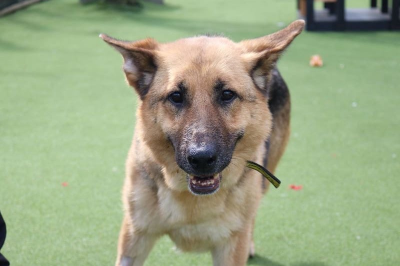 Zara’s not had the best start in life and will need a patient and loving owner. She is looking for a family who could gradually build her confidence. 