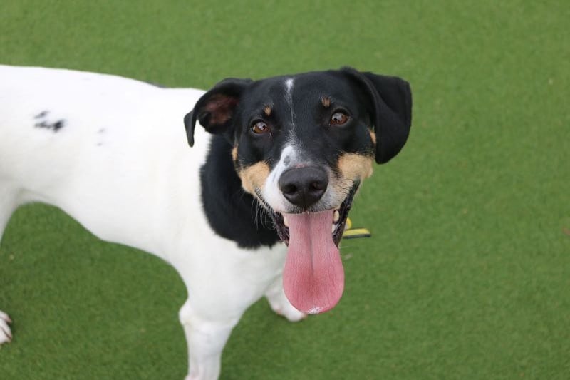 Jasper is said to be a very intelligent dog that loves his toys as well as a cuddle. 