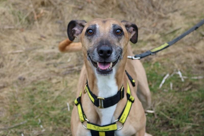 The handsome lurcher is a bouncy lad that would be best suited to someone who can train him well. 