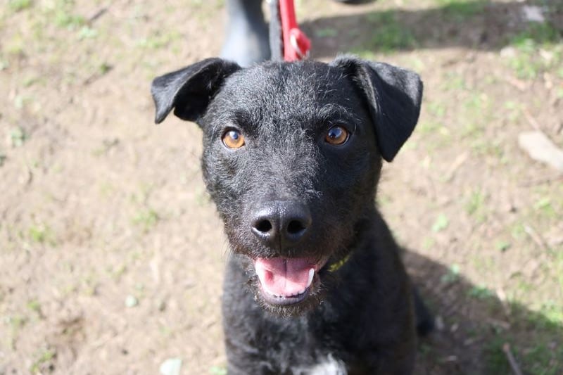 Caesar is a cute little Patterdale Terrier who loves being around people he knows. He would suit an owner who is active. 