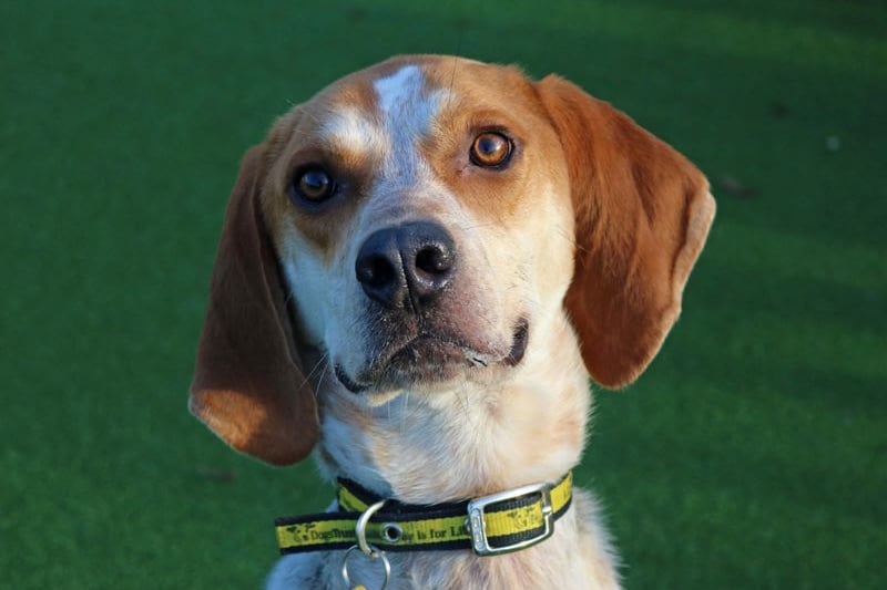 Ramsey is a handsome hound who loves getting out and about but still needs to continue his house training. 