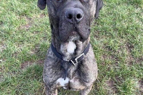 Kaiser is a Cane Corso dog. Kaiser is a very friendly boy who loves to play with his toys and run around with our staff at the centre. He also enjoys his walks, which are on his harness as he can be quite strong initially, we would highly recommend this is continued in a new home environment. As Kaiser isn’t keen on other dogs so they are looking for a home he can call his own.