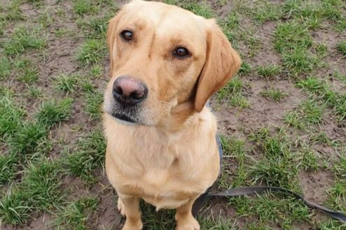 Bonnie is a fantastic dog when managed and handled correctly, under her new training plan she has improved greatly but will need lifelong management from her new owners. She is a Labrador around 2.5 years old. 