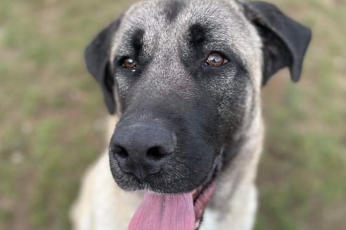 Zeus is looking for a home where he is the only pet and with owners who have had experience of large, guardian breeds. Because of this he is looking for an adult only home. He is a Turkish Kangal around 10 months old. 