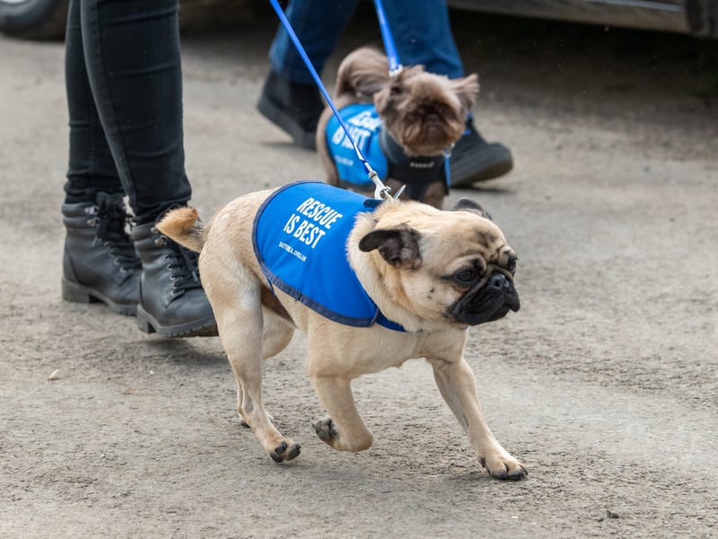 Handlers and dogs from Battersea Dogs Home attend the funeral of Paul O'Grady