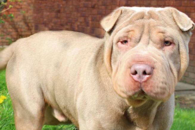 Caesar is a Shar Pei Cross, aged between one and two years old. He is looking for a home where any children are over the age of 14, and where he can be the only dog in the home. He is house trained and once settled could be left for around 1 - 2 hours.