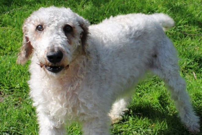 Oscar is a Bedlington Terrier looking for a home where he can be the only pet and where any children are over the age of 12. He is house trained and once settled could be left for around 2 - 3 hours without too much worry.