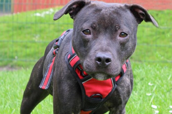 Piper is a little Staffordshire Bull Terrier who needs a home with no other pets. Piper does seem to know one or two basic commands but would certainly benefit from learning some more, building her confidence along the way.