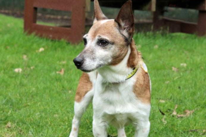 Freya is a Jack Russell Terrier and needs a home where everybody is over the age of 16. She cannot share her home with any cats but she could potentially live with another calm dog, who won’t bother her to play too much. Freya is house trained but does not like to be left alone for too long so any leaving hours would need to be built up slowly once she has settled in.