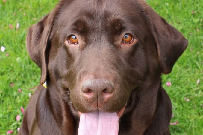 Peggy is a sweet and bouncy Labrador, looking for a home with children of the age of 12 and no other pets.  As she doesn't seem to have had much training, Peggy would love a home who could help her to learn a few basics.