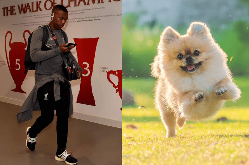 Footballer Daniel Sturridge from Birmingham has a Pomeranian. It was stolen in a 2019 break-in but was returned. (Photo - Getty images and adobe stock images) 