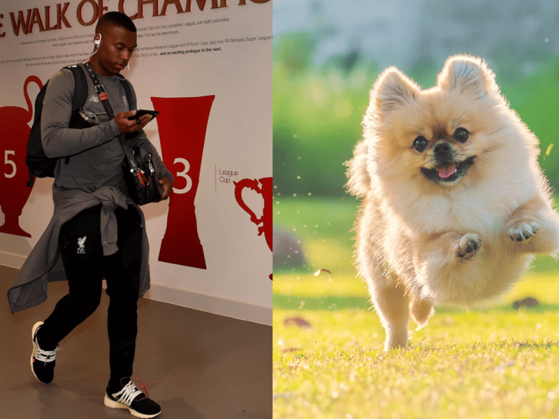 Footballer Daniel Sturridge from Birmingham has a Pomeranian. It was stolen in a 2019 break-in but was returned. (Photo - Getty images and adobe stock images) 
