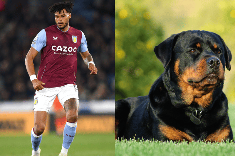 Aston Villa’s Tyrone Mings has a Rottweiler called Pablo - who features on his Instagram page often. (Photo - Getty Images & Adobe Stock Images) 