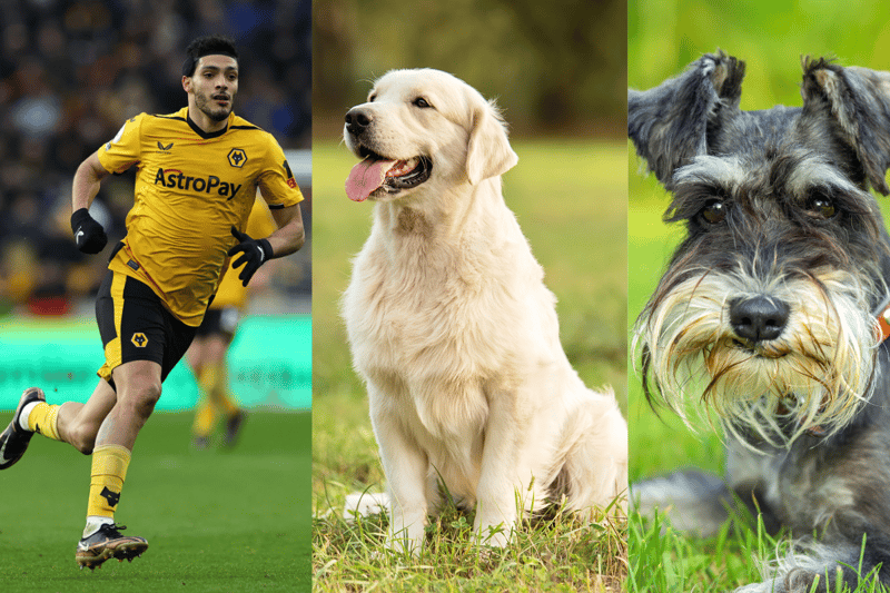Raúl Jiménez, the Wolves player, has two dogs - a Labrador Retriever and a Schnauzer - called Acqua and Dobby. (Photo - Getty images & Adobe stock)