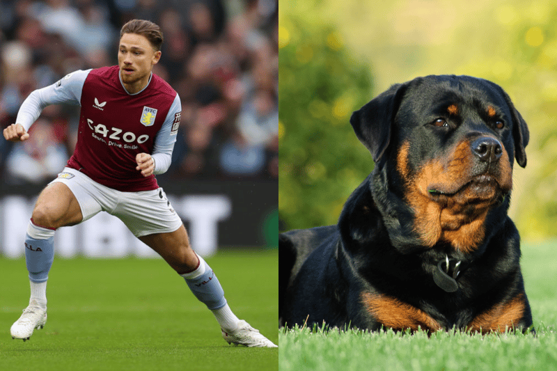 Aston Villa’s Matty Cash bought himself a Rottweiler from Ambassador Protection Dogs. (Photo - getty images & adobe stock images)