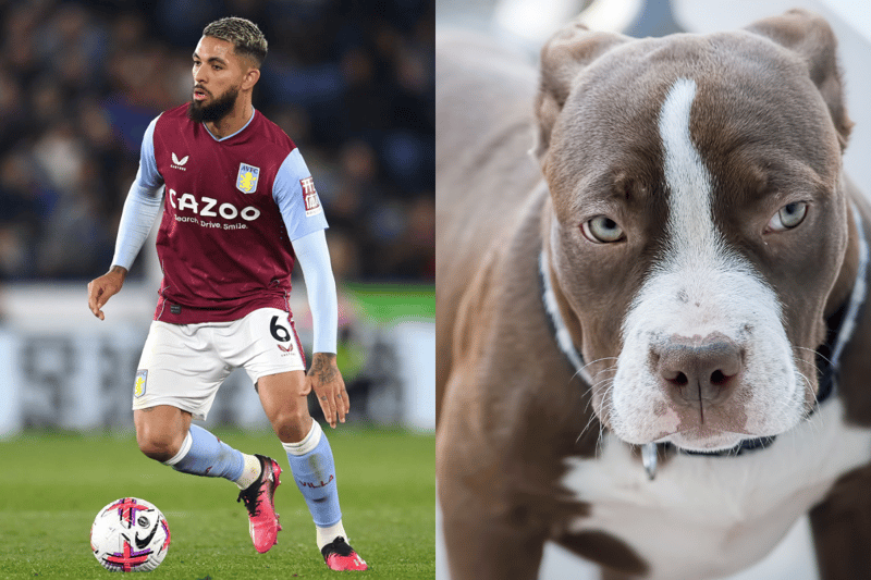 Aston Villa player Douglas Luiz owns a pittbul dog. (Photo - Getty Images and Adobe stock images)