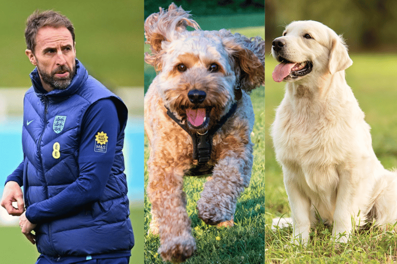 Former Aston Villa player and England coach Gareth Southgate owns two dogs - a Cockapoo and a Labrador. (Photo - Getty Images & Adobe stock images)
