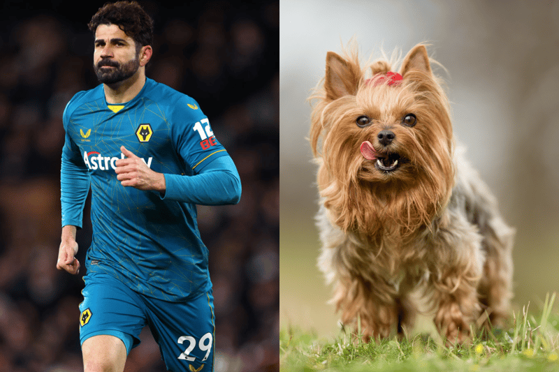 The Wolves player Diego Costa used to own a Yorkshire Terrier which he accidentally killed by reversing his car on to it. (Photo - Getty Images & Adobe stock images )