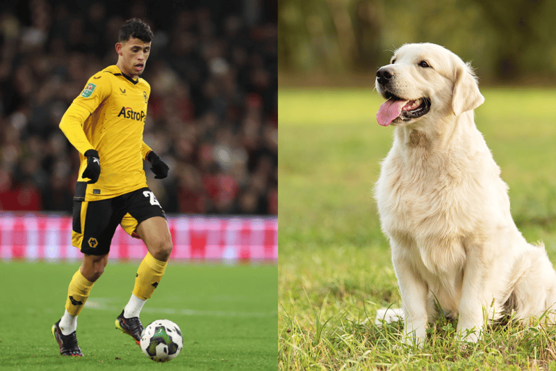 Wolves player Matheus Nunes owns a golden retriever called Nala - who features on his social media often. (Photo - Getty Images & Adobe stock images )