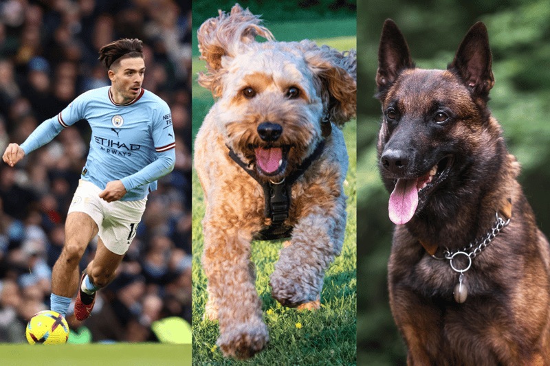 Former Aston Villa player Jack Grealish purchsed multiple Belgian Malinois from renowned security firm K9 Chaperone. The first one was in 2020 after  Dele Alli’s house was robbed. He also has a Cockapoo - who he called the love of his life. (Photo - Getty Images and Adobe stock images)